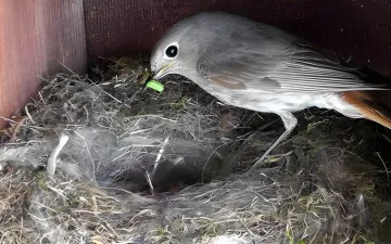Segítsük a madarakat fészekanyagok kihelyezésével.